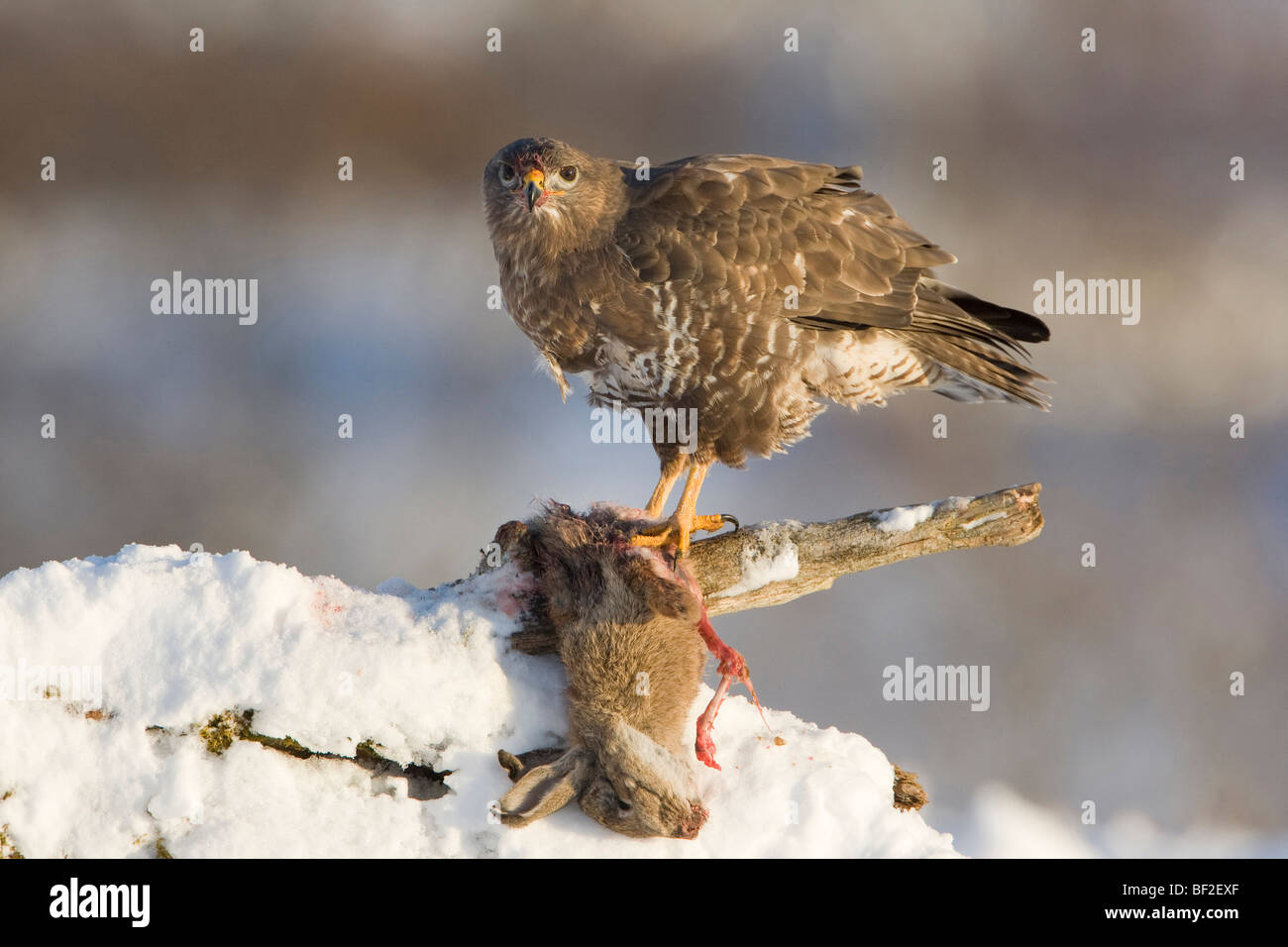 Buse variable (Buteo buteo), alimentation adultes sur lapin en hiver. Banque D'Images Buse variable (Buteo buteo), alimentation adultes sur lapin en hiver. Banque D'Images