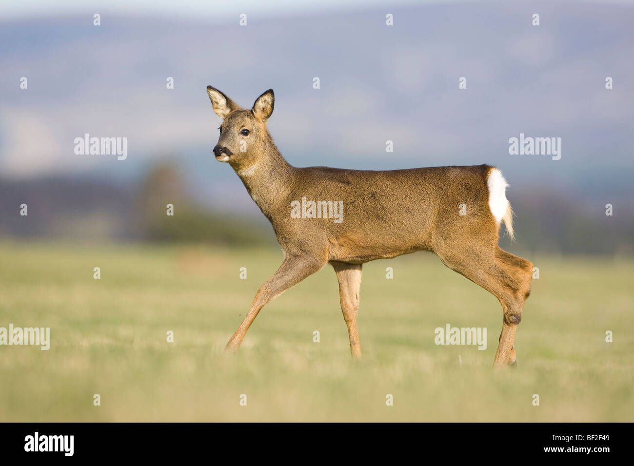 Le Chevreuil (Capreolus capreolus), doe walking in field. Banque D'Images