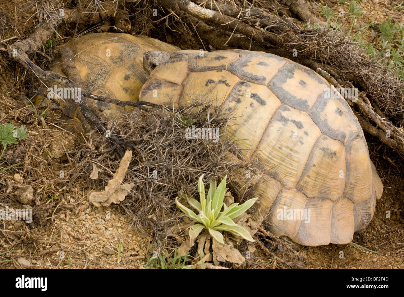 Paire d'accouplement des tortues Marginated Testudo marginata au nid terrier. La Turquie. Banque D'Images Paire d'accouplement des tortues Marginated Testudo marginata au nid terrier. La Turquie. Banque D'Images