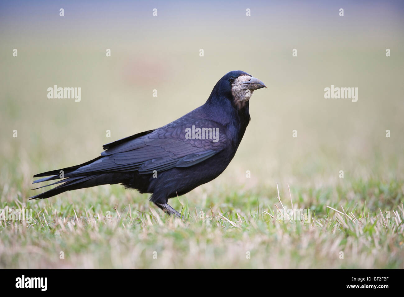 Corbeau freux (corvus frugilegus), alimentation adultes en champ arable à la fin de l'hiver. Banque D'Images Corbeau freux (corvus frugilegus), alimentation adultes en champ arable à la fin de l'hiver. Banque D'Images