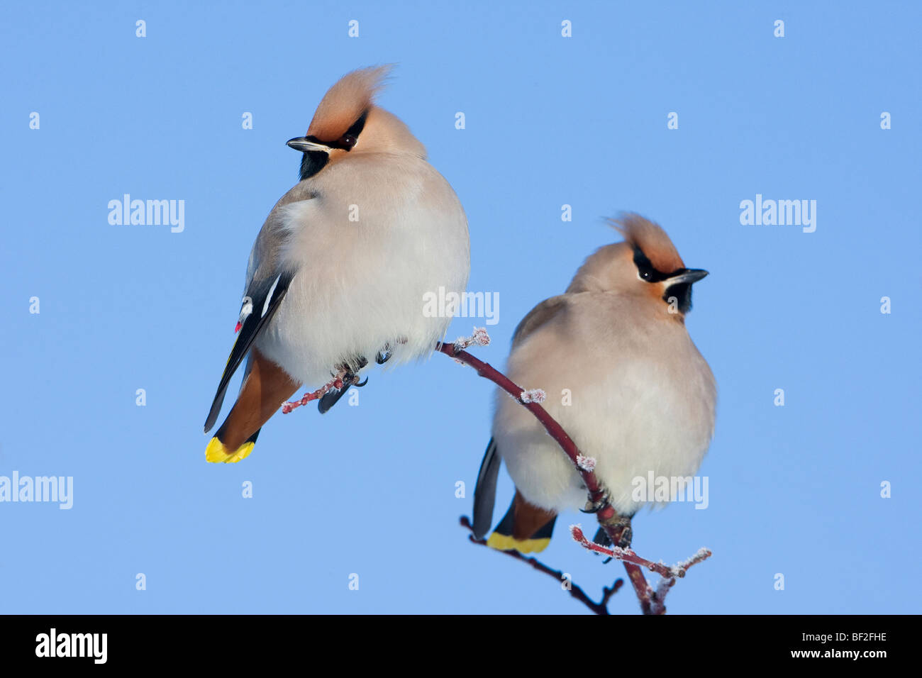 Jaseur boréal (Bombycilla garrulus), paire perché en hiver. Banque D'Images Jaseur boréal (Bombycilla garrulus), paire perché en hiver. Banque D'Images