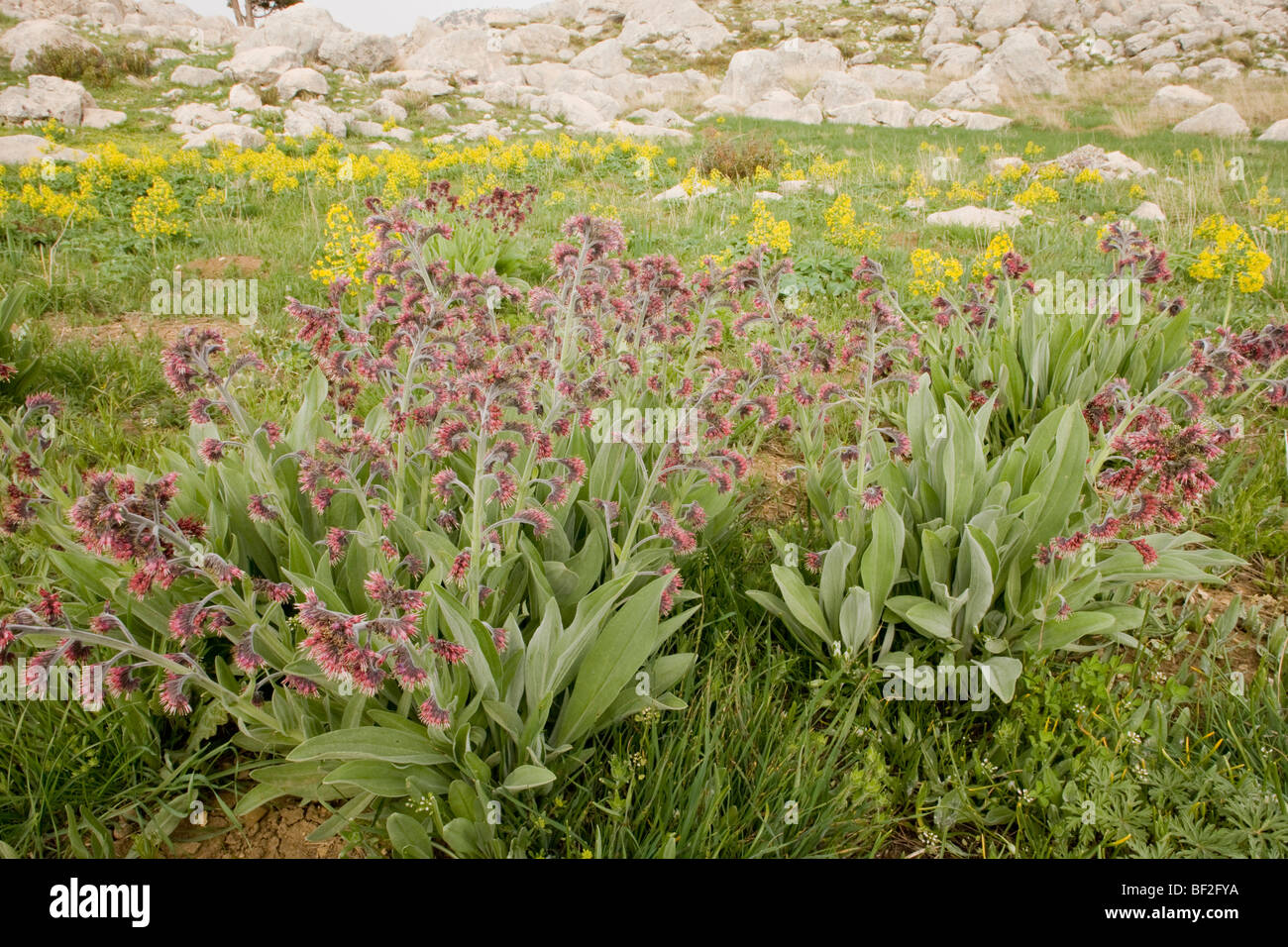 Une fleur de la famille des Boraginacées Solenanthus stamineus dans les montagnes Bey Dagi, Turquie. Banque D'Images