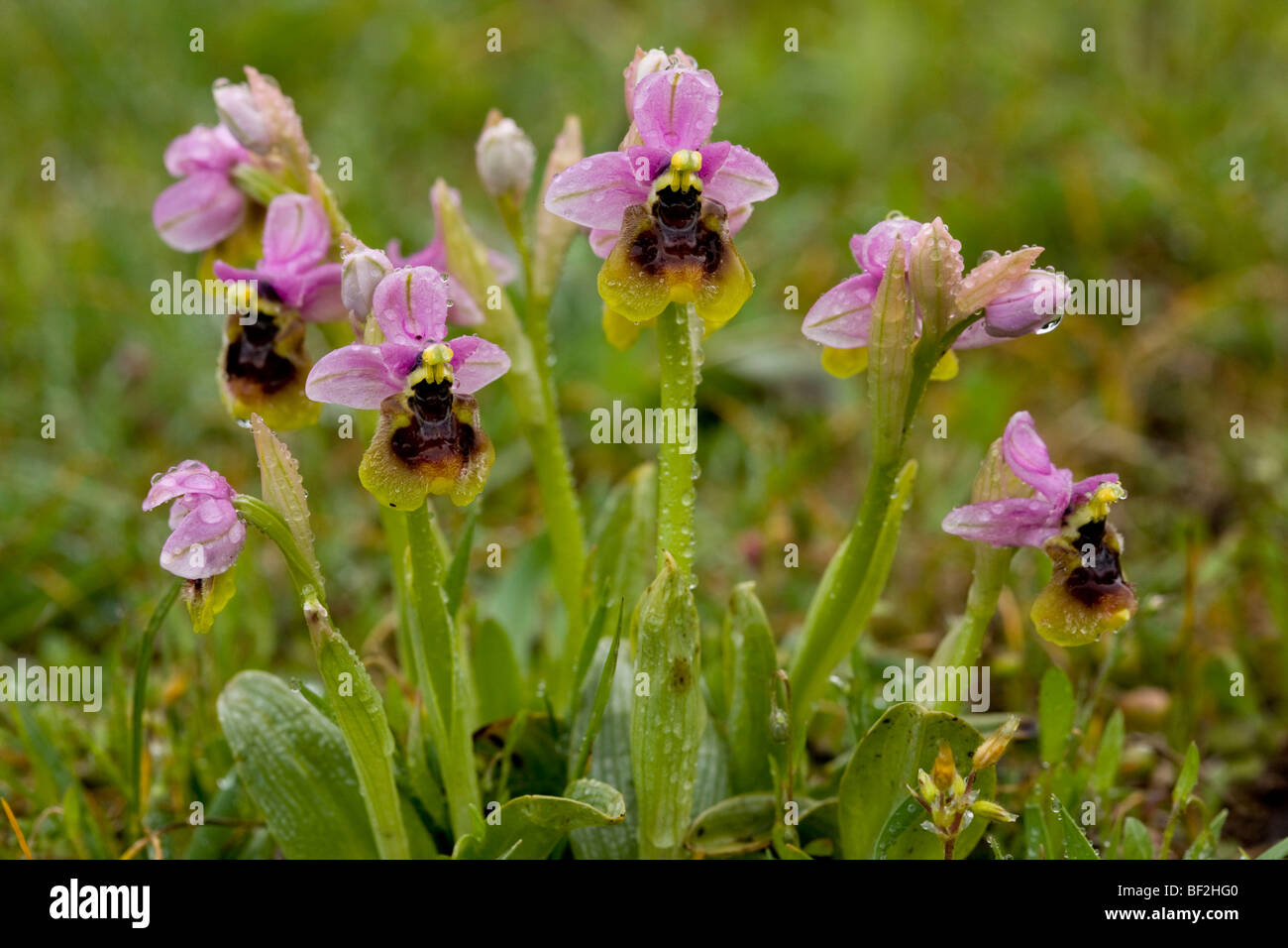 Les orchidées de la tenthrède Ophrys tenthredinifera, jour pluvieux, péninsule du Gargano, Italie. Banque D'Images