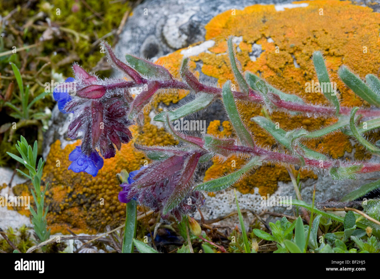 Dyer's Orcanette Alkanna tinctoria A.  = lehmanii en fleur ; source de colorant rouge. Gargano, Italie Banque D'Images