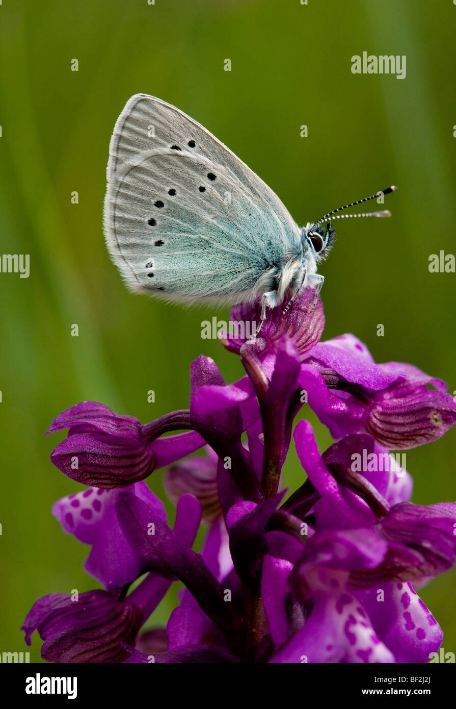 Papillon Bleu Vert-dessous Glaucopsyche alexis sur un green-winged Orchid Orchis morio, Gargano, Italie. Banque D'Images