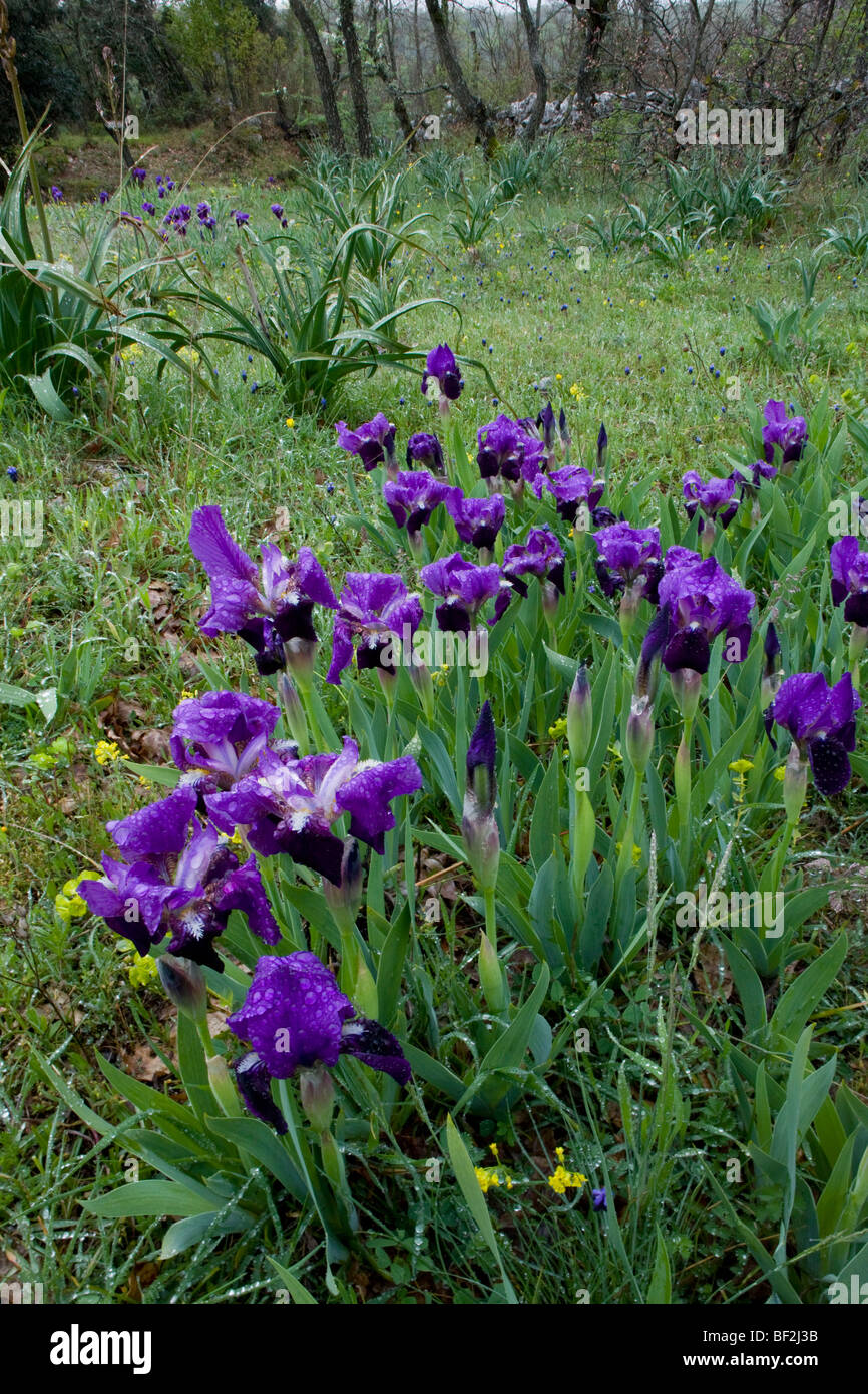 Un nain Iris, Iris lutescens, croissante en masse dans les champs pierreux sur la péninsule du Gargano, Italie. Banque D'Images