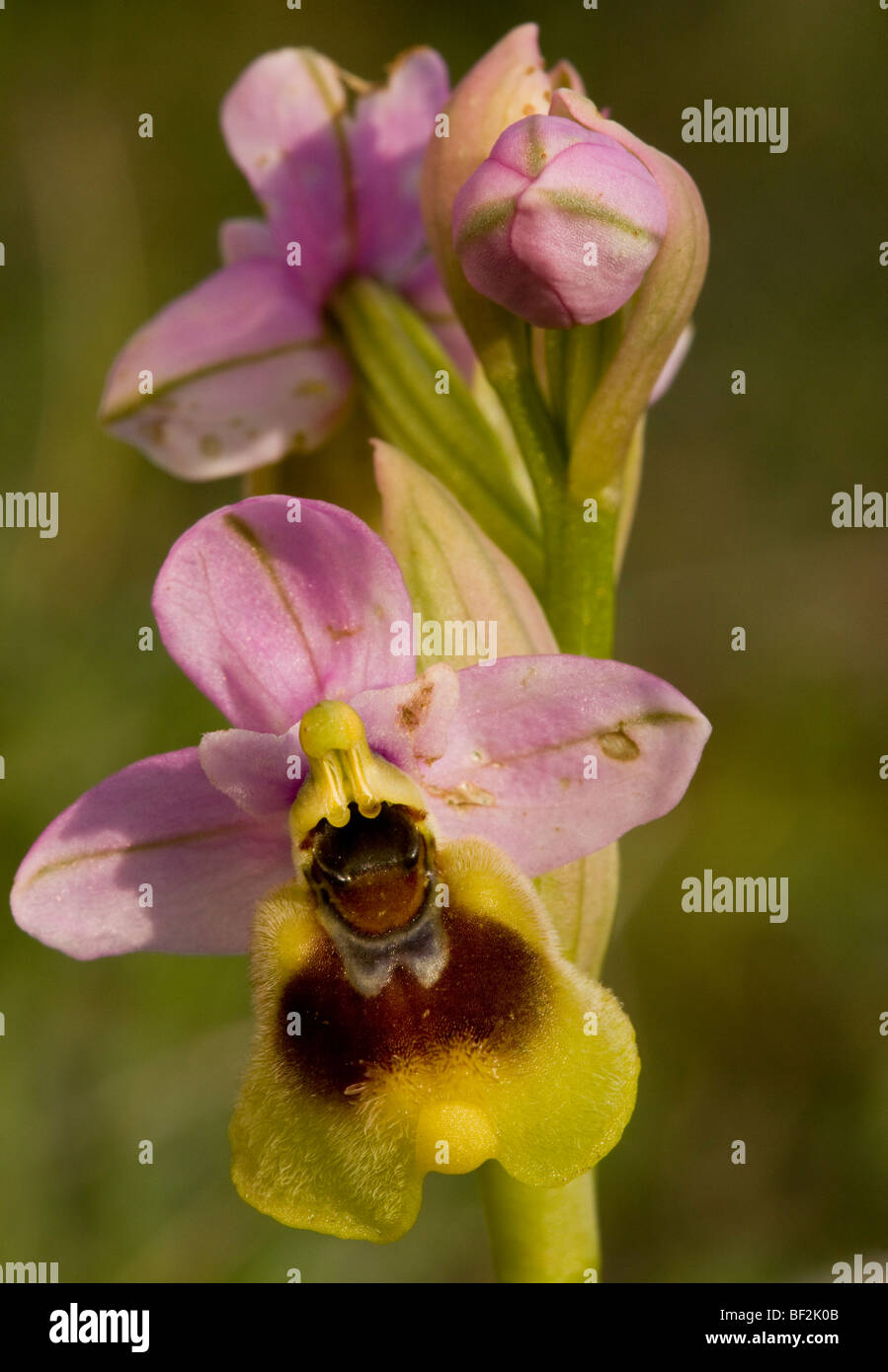 Les orchidées de la tenthrède Ophrys tenthredinifera, jour pluvieux, péninsule du Gargano, Italie. Banque D'Images