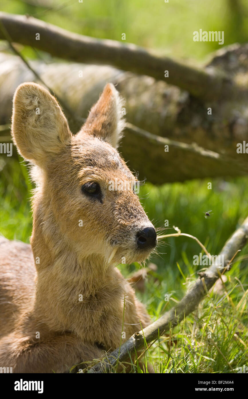 Cerfs d'eau chinois (Hydropotes inermis). Animal mâle au repos être importuné par une mouche à droite de l'​Muzzle, dans un bain de l'été. Le Norfolk. L'Angleterre. Banque D'Images