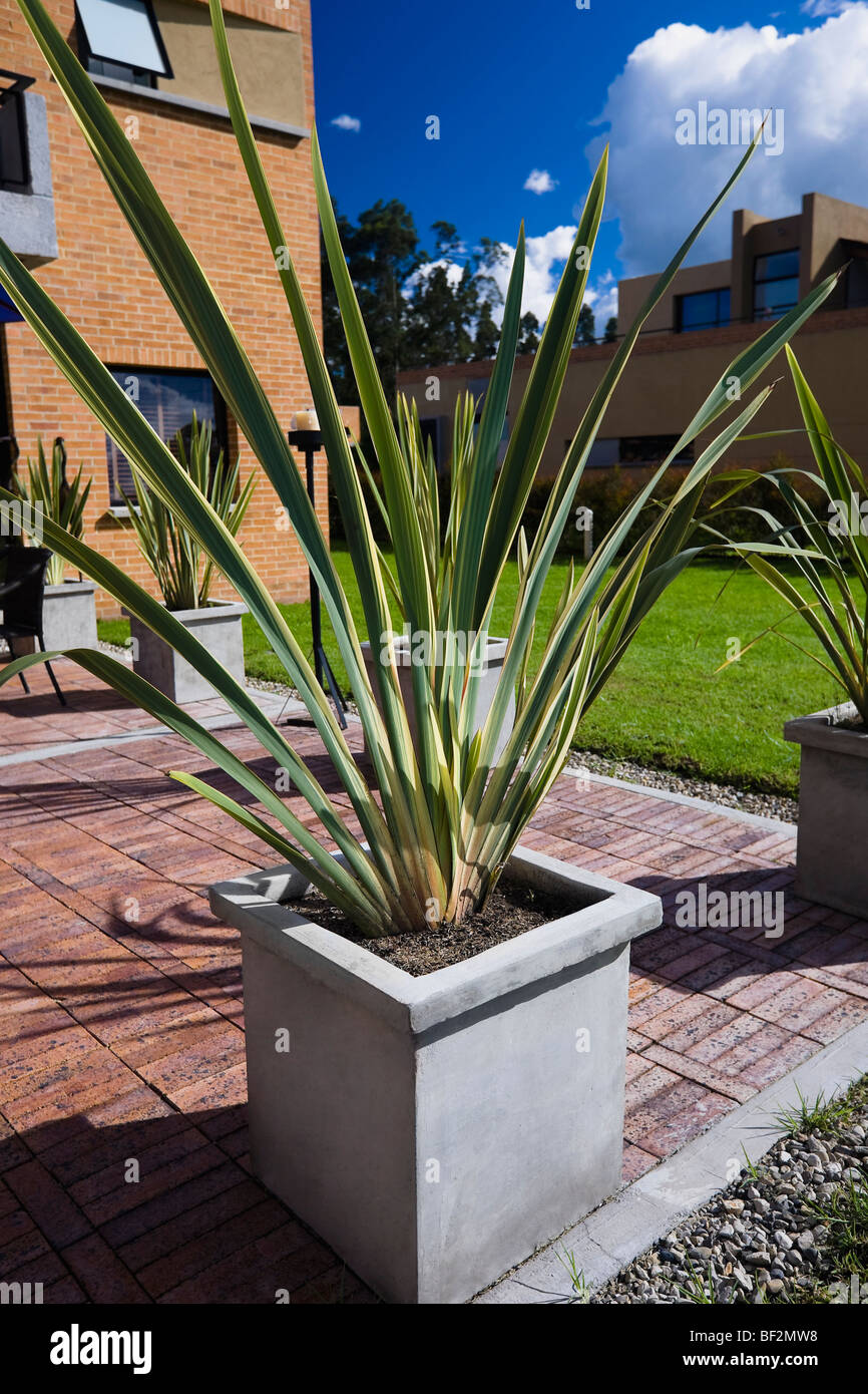 Les plantes en pots à l'avant ou l'arrière-cour Banque D'Images