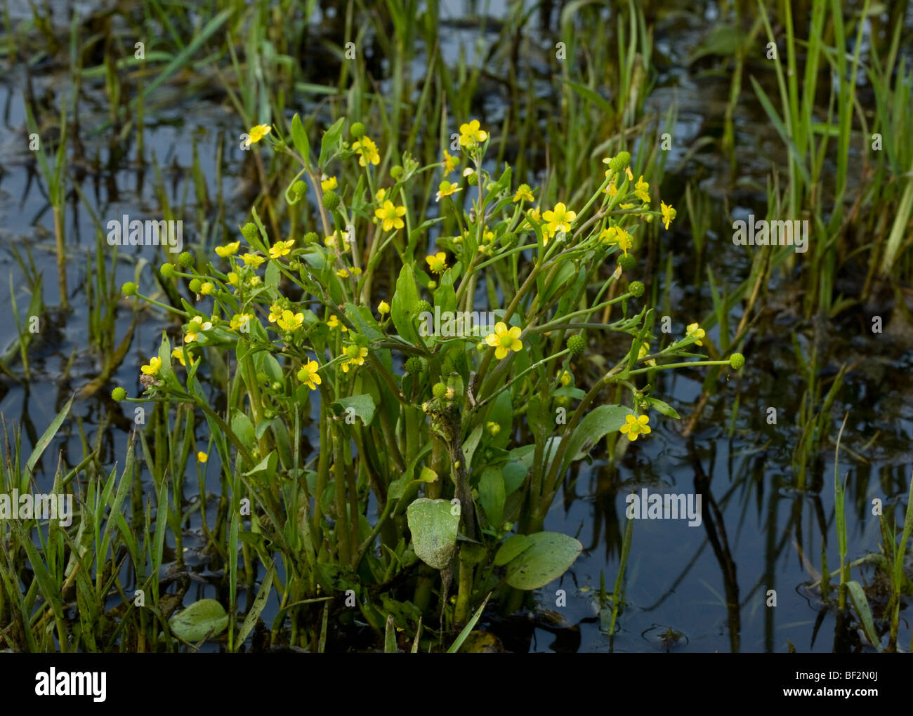 Adder's Tongue Spearwort (ou Badgworth buttercup Ranunculus ophioglossifolius) ; des zones humides en Corse, France. Banque D'Images