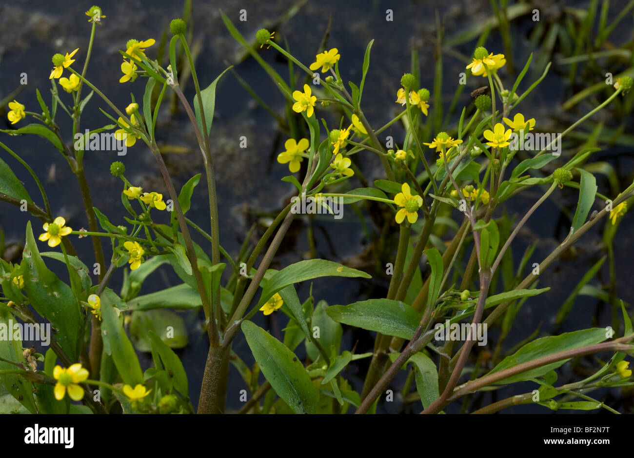 Adder's Tongue Spearwort (ou Badgworth buttercup Ranunculus ophioglossifolius) ; des zones humides en Corse, France. Banque D'Images
