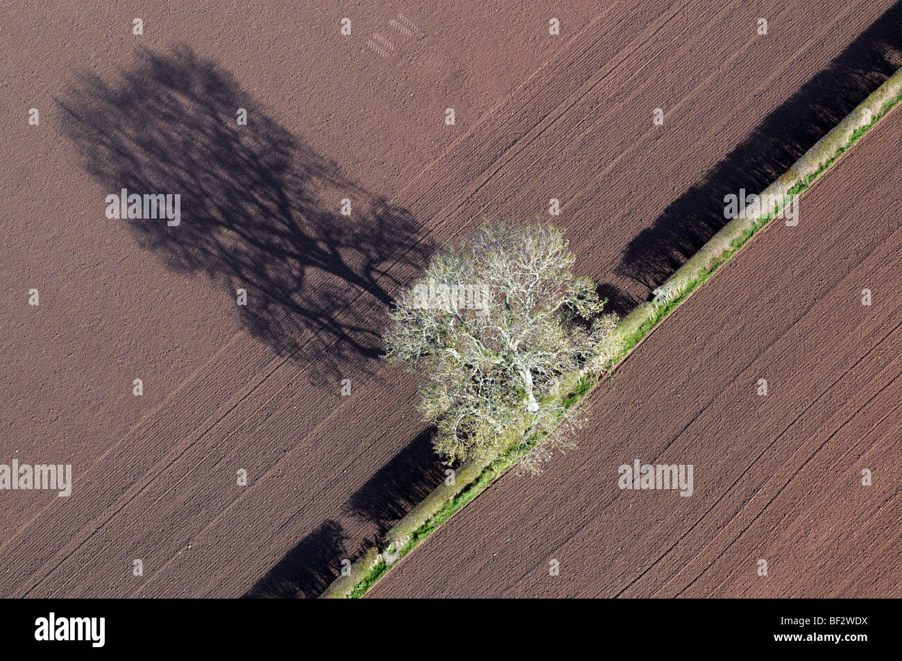 Vue aérienne de l'arbre solitaire avec ombre dans le champ. Banque D'Images