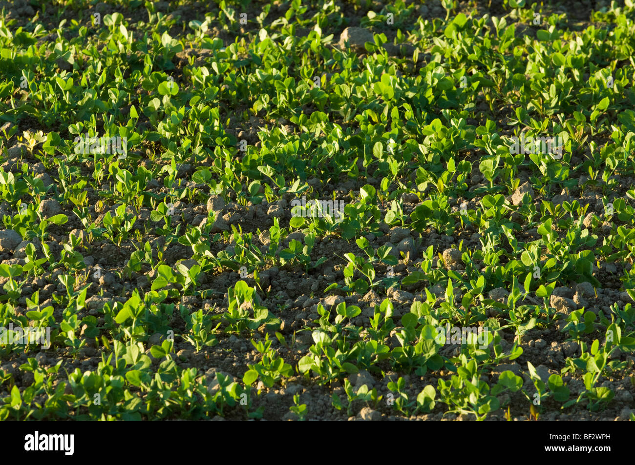 Agriculture - Récolte de la saine croissance initiale des plants de pois frais / près de Burlington, Vermont, USA. Banque D'Images