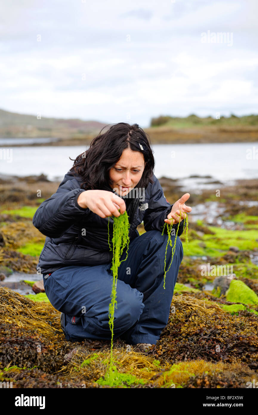 Libéré - modèle femme étudie les algues de couleur vive trouvés dans la zone portuaire de Ballynakill. Connemara. Co Galway. L'Irlande 2009 Banque D'Images