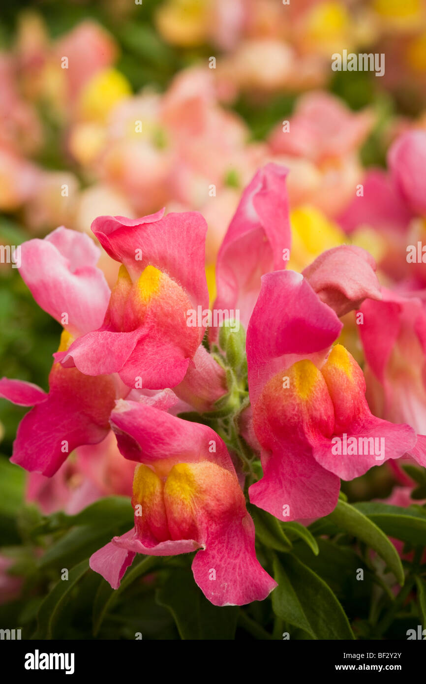 Muflier Antirrhinum nanum 'Lèvres éblouissantes Pétale de Rose rose des fleurs annuelles Banque D'Images