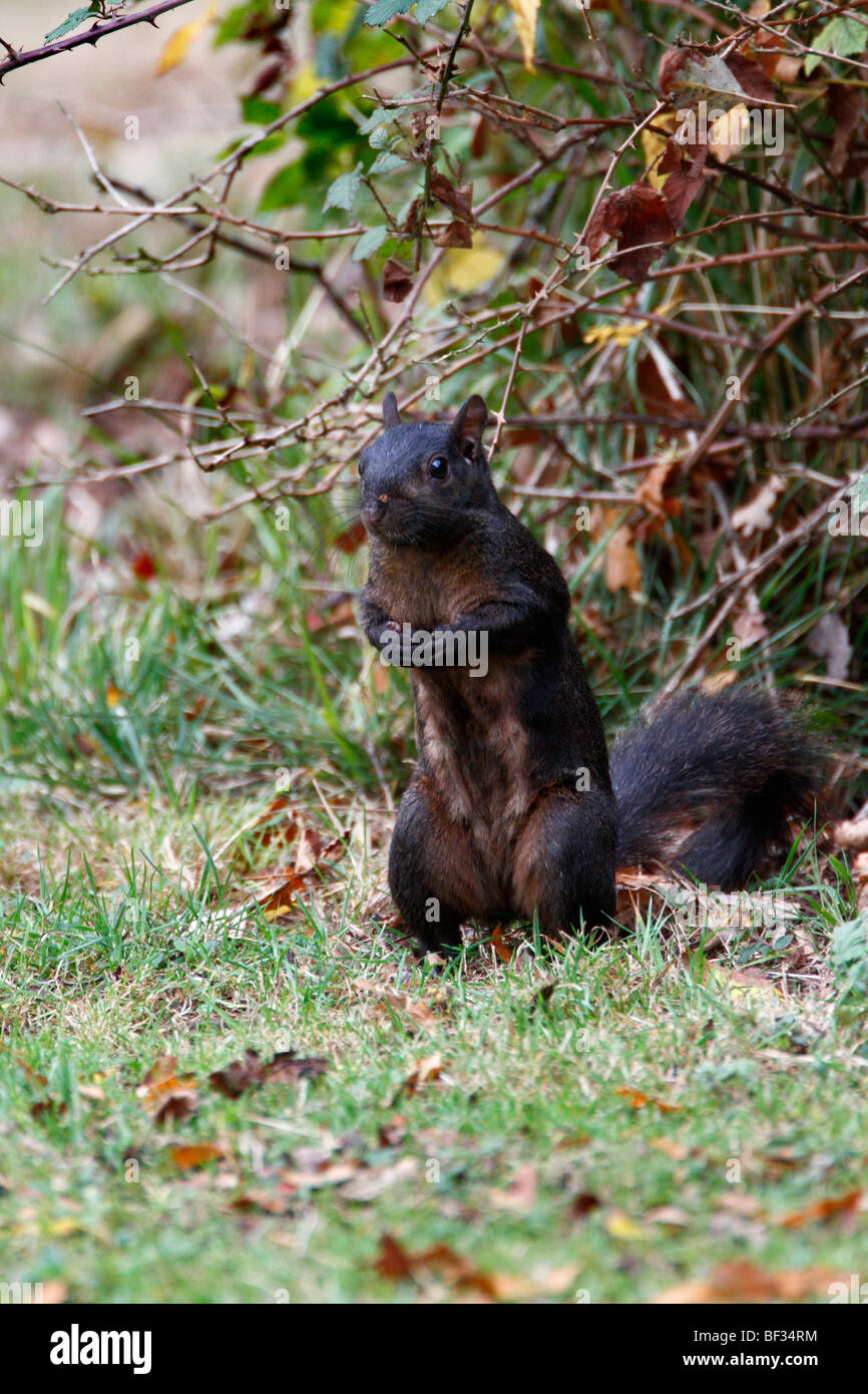 Sciurus carolinensis écureuil noir Banque D'Images