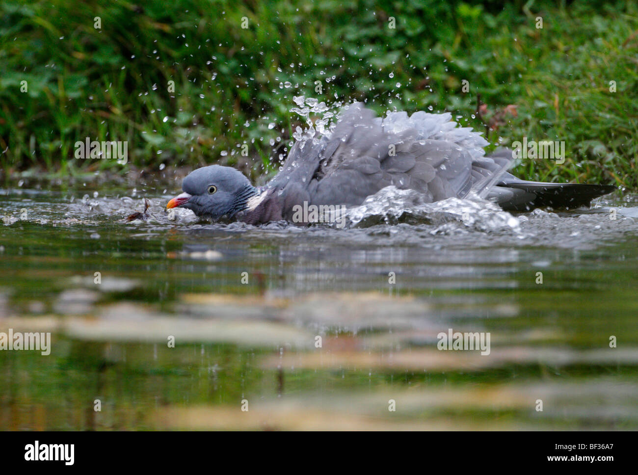 Pigeon ramier Columba palumbus echelle splash Banque D'Images