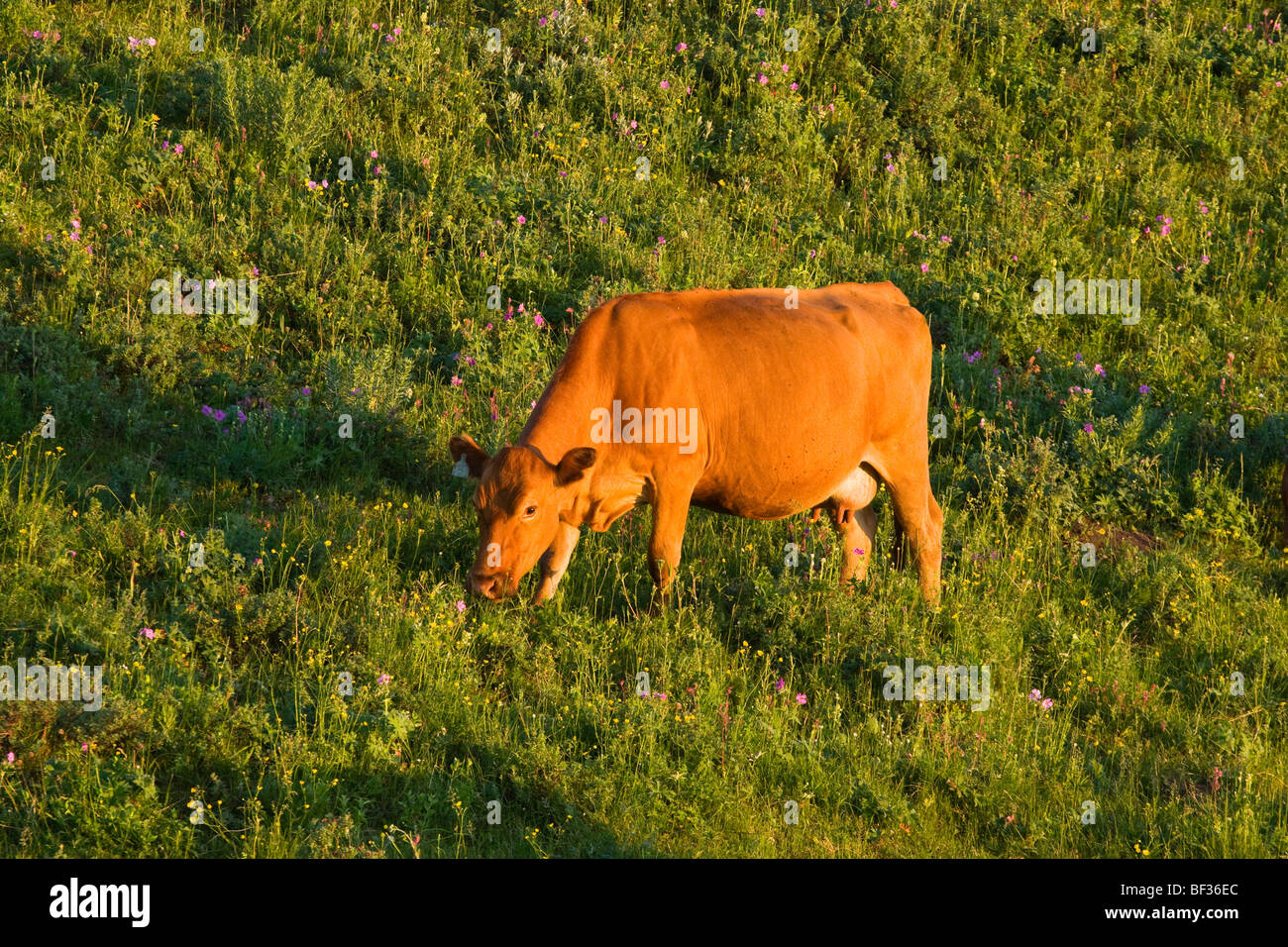 - Élevage de vaches Angus rouge pâturage sur les pentes d'un vert pâturage au lever du soleil / de l'Alberta, au Canada. Banque D'Images