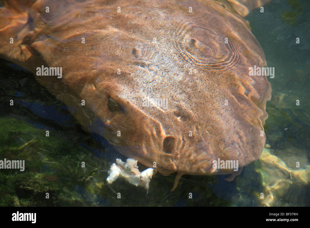 Requin nourrice Banque D'Images