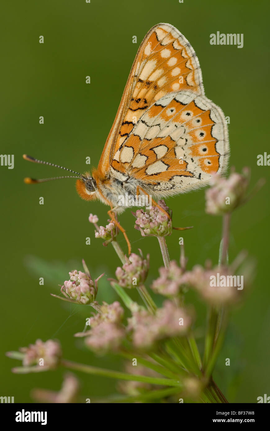 Marsh fritillary (Euphydryas aurinia) Banque D'Images