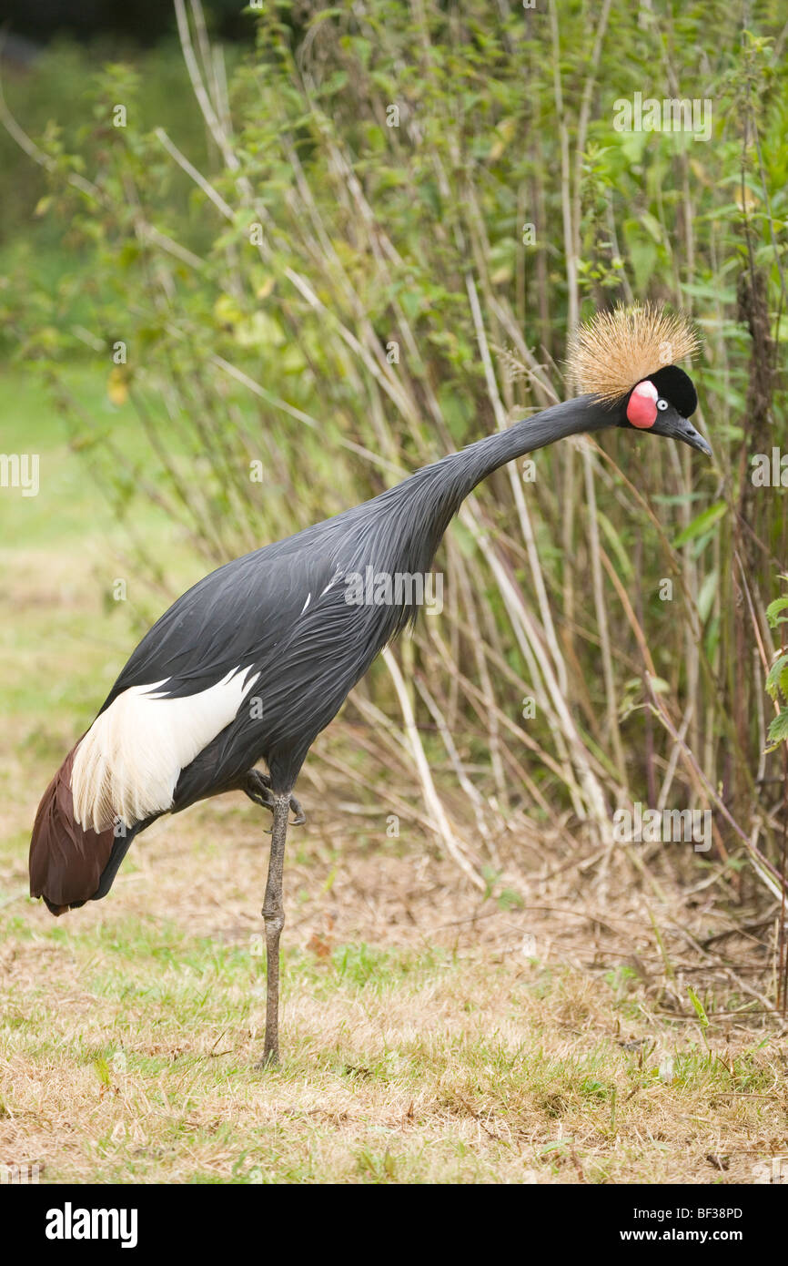 L'Afrique de l'Ouest, Noir ou Black-necked grue couronnée (Balearica pavonina). Debout sur une jambe, l'autre au repos. Banque D'Images