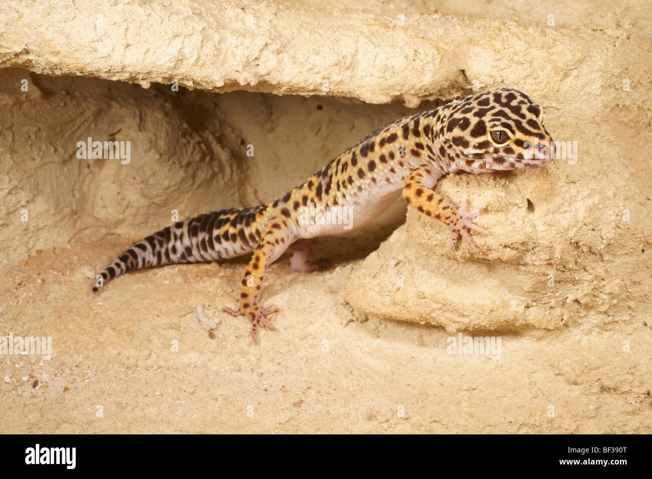 Le gecko léopard (Eublepharis macularius) Banque D'Images