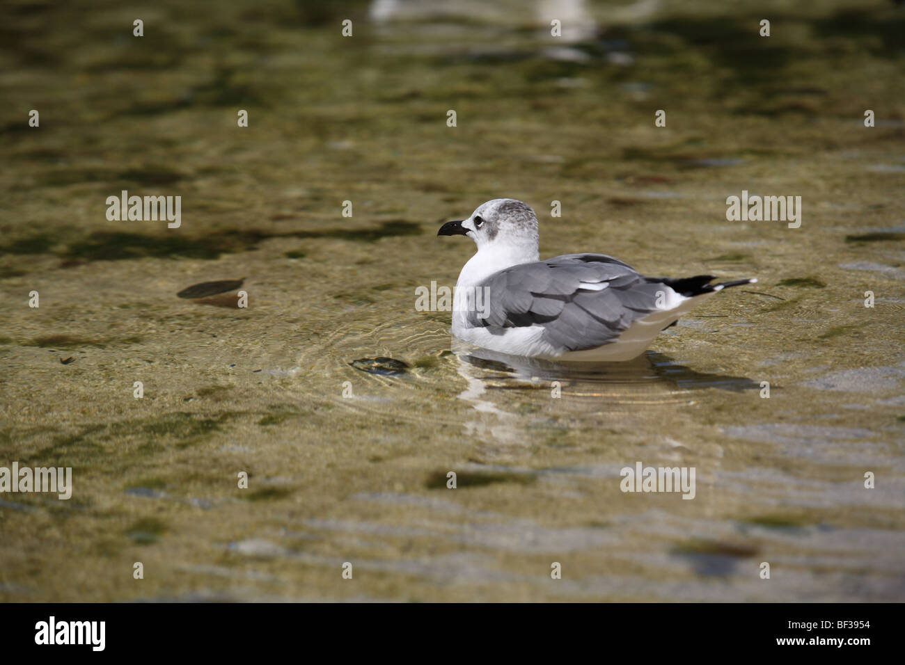 Mouette Banque D'Images