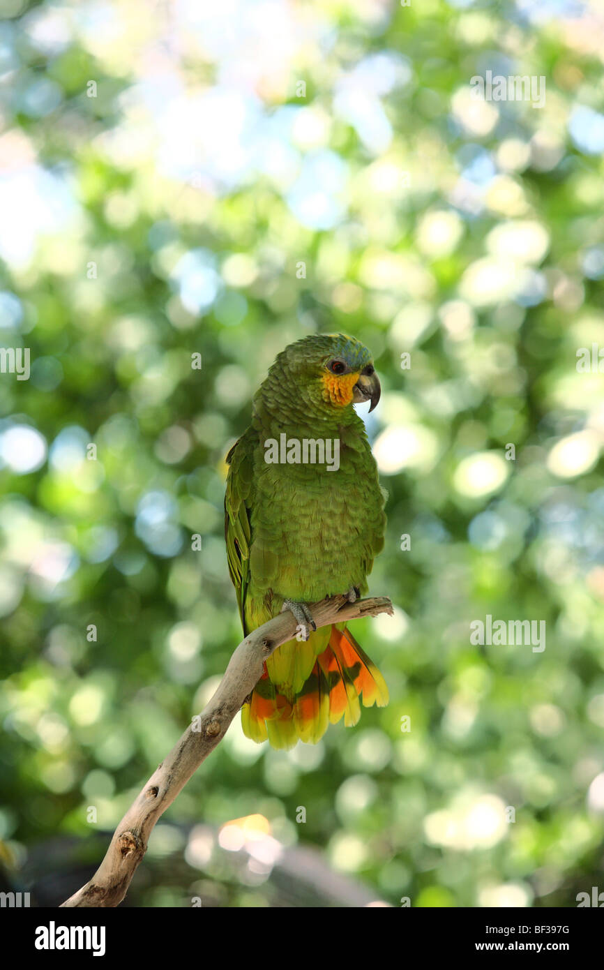 Orange-winged Amazon Parrot Banque D'Images