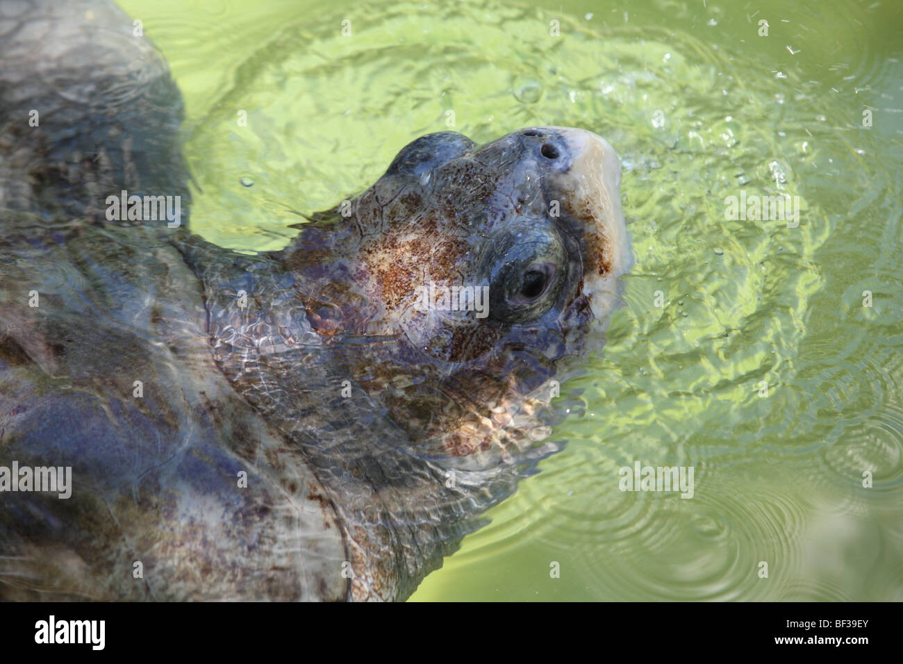 Tortue de mer Banque D'Images