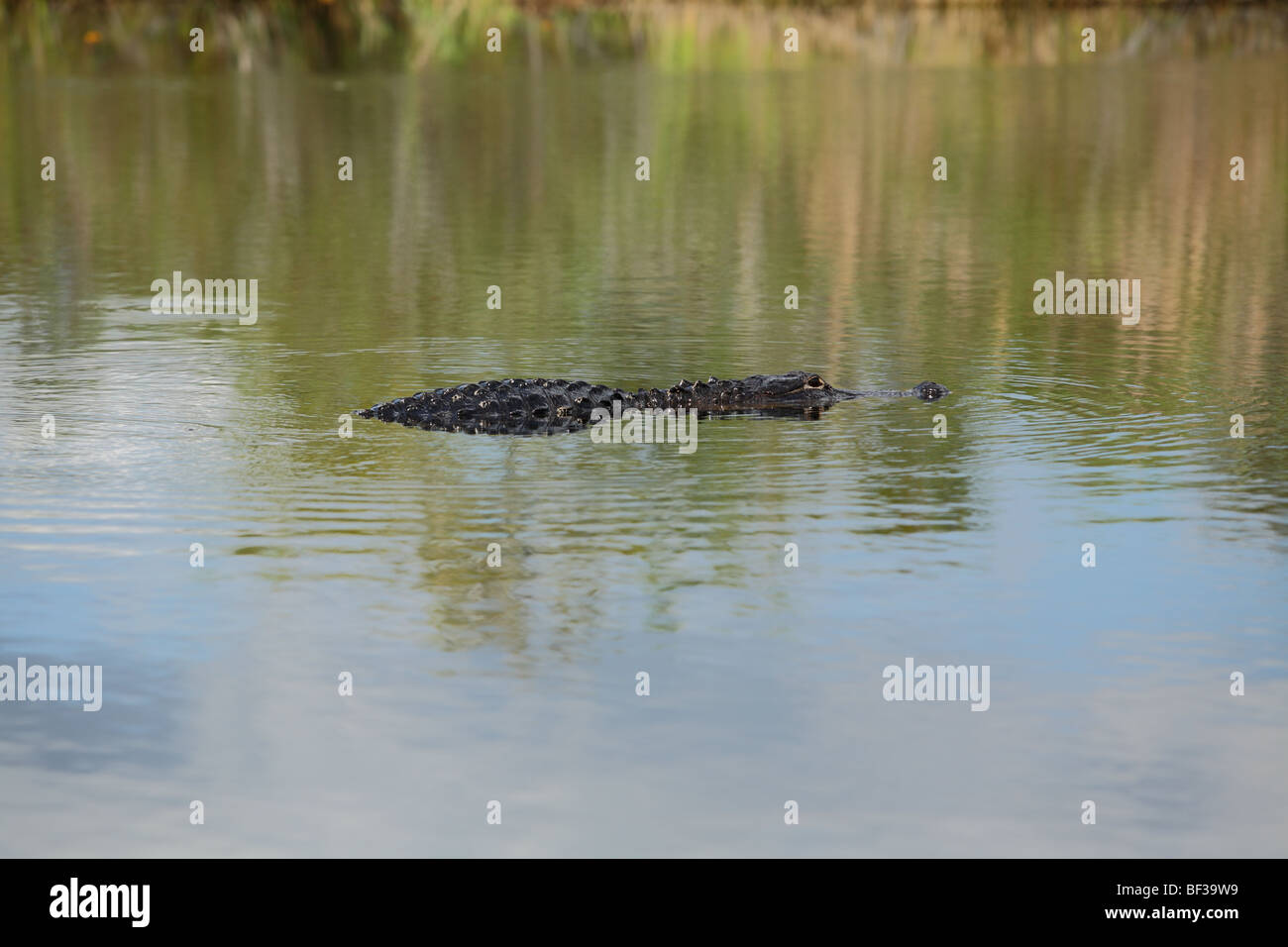 Alligator Banque D'Images