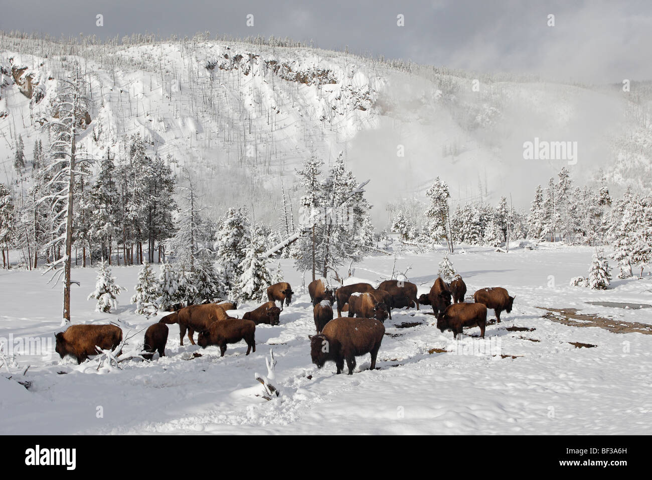 Bison (Bison bison). Troupeau près de la neige, le Parc National de Yellowstone. Banque D'Images