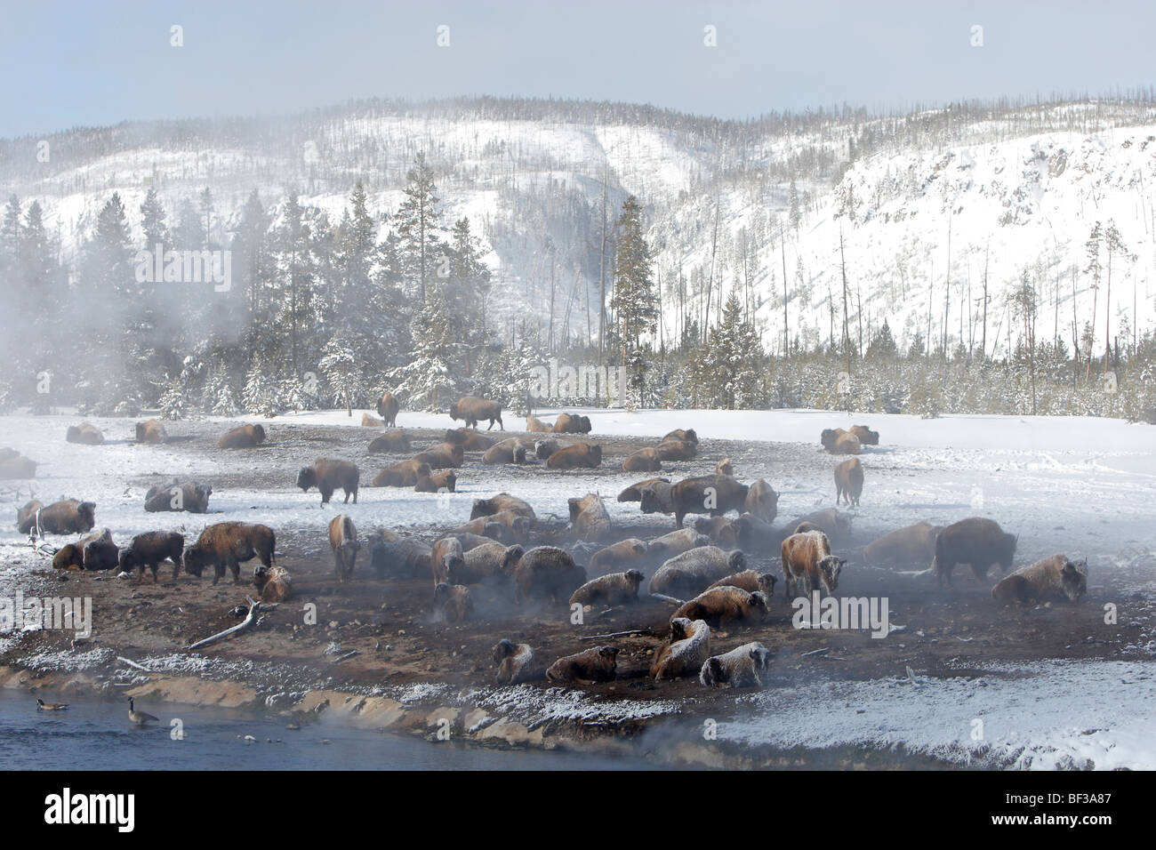 Bison (Bison bison). En troupeau, le Parc National de Yellowstone. Banque D'Images