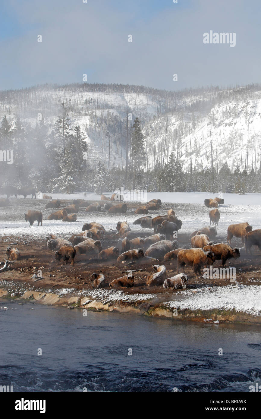 Bison (Bison bison). En troupeau, Yellostone National Park. Banque D'Images
