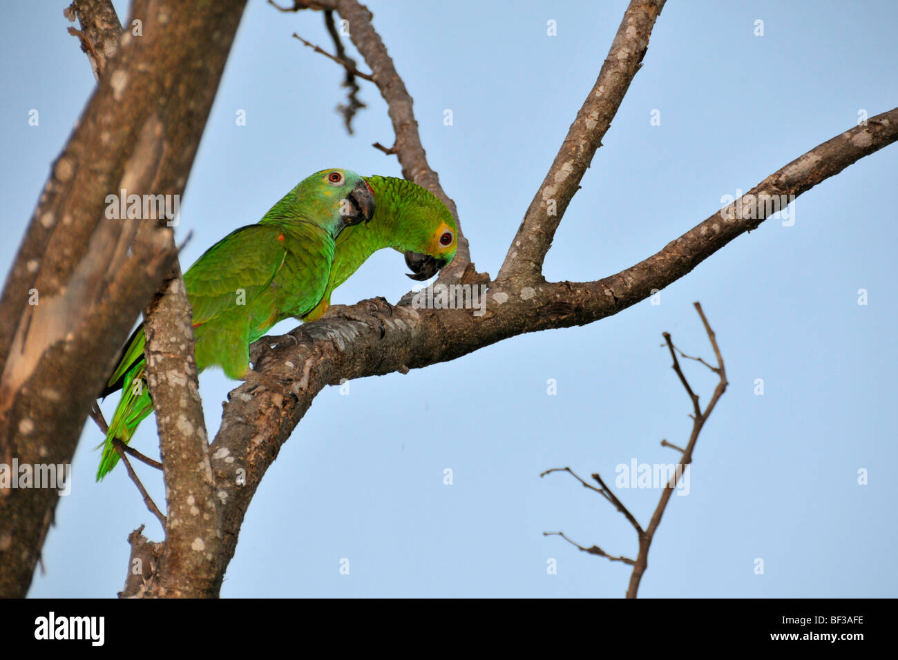 À front bleu, Amazona aestiva amazone, Pantanal, Miranda, Mato Grosso do Sul, Brésil Banque D'Images