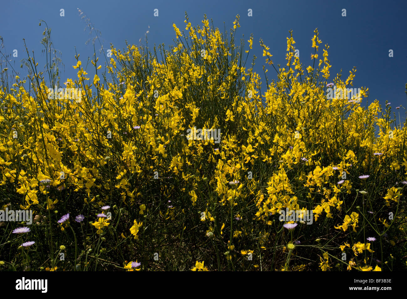 Balai espagnol Catégorie : Augmente Melangez junceum en fleurs à Delphes, Grèce. Banque D'Images