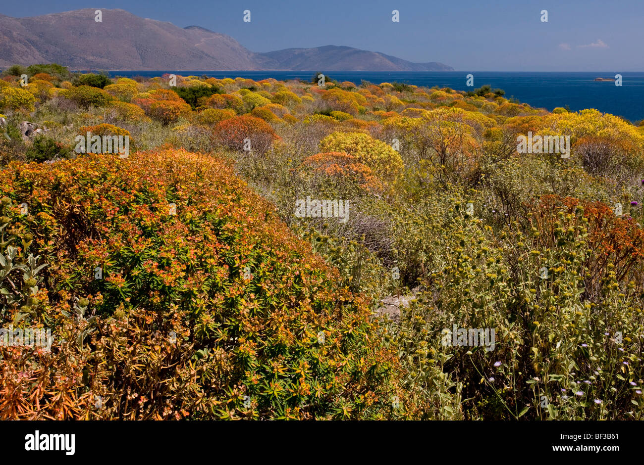 Arbre généalogique de masse Spurge Euphorbia dendroides début à la couleur ; sur les rives du golfe de Corinthe (Grèce), Corinthe. Banque D'Images