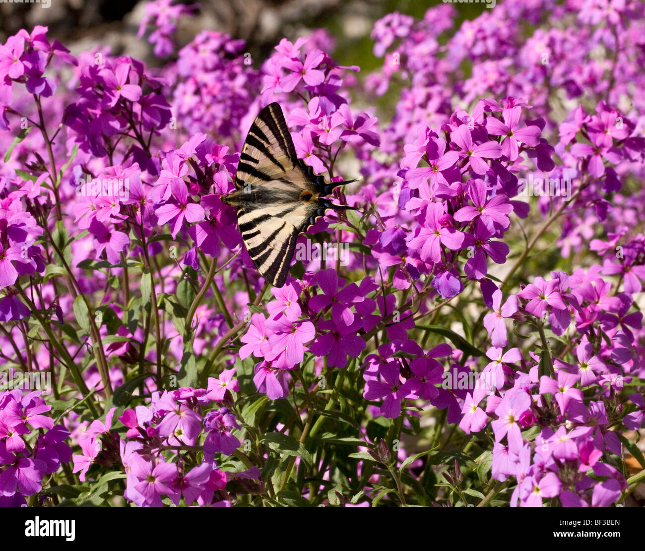 Swallowtail Iphiclides podalirius rares sur stock annuel grec Malcolmia angulifolia dans la Gorge de Vikos, Grèce du Nord. Banque D'Images