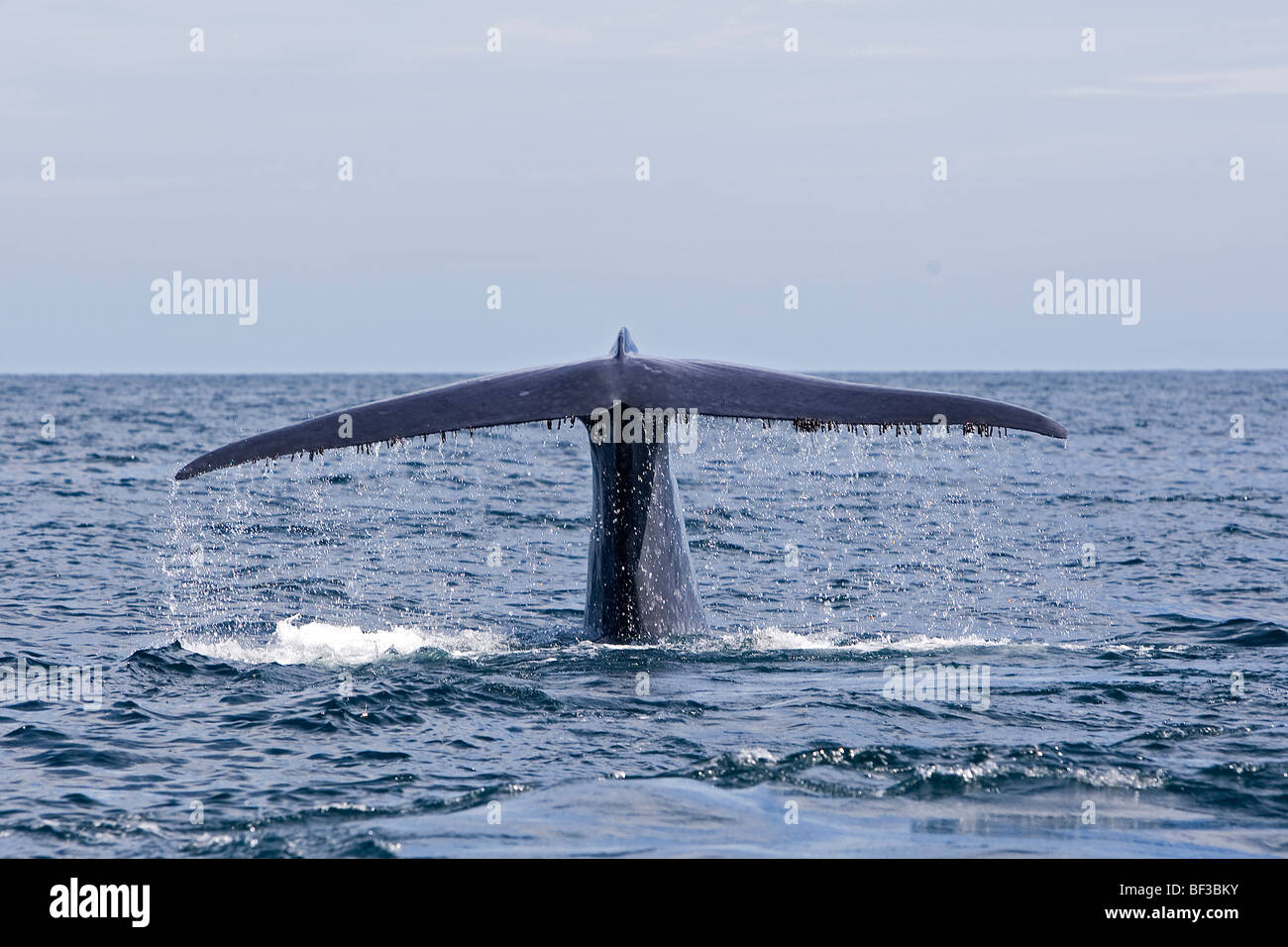 Rorqual bleu (Balaenoptera musculus), fluking. Banque D'Images