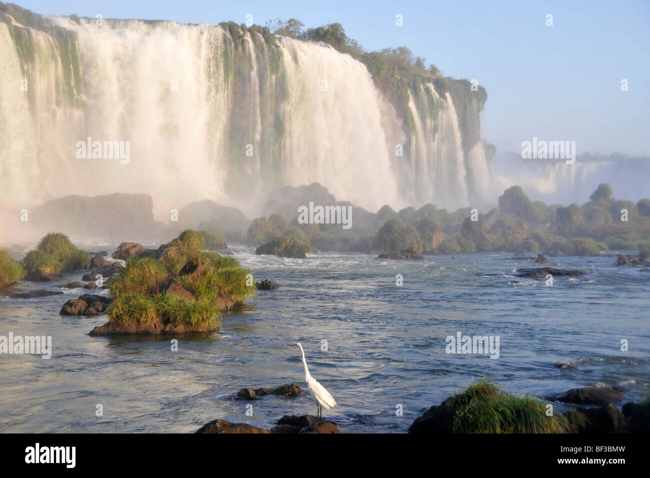 Egret, Egretta alba, à Iguazu, Foz Do Iguacu, Parana, Brésil Banque D'Images