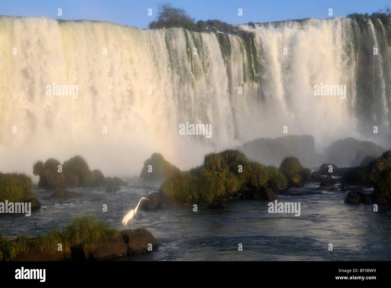 Egret, Egretta alba, à Iguazu, Foz Do Iguacu, Parana, Brésil Banque D'Images