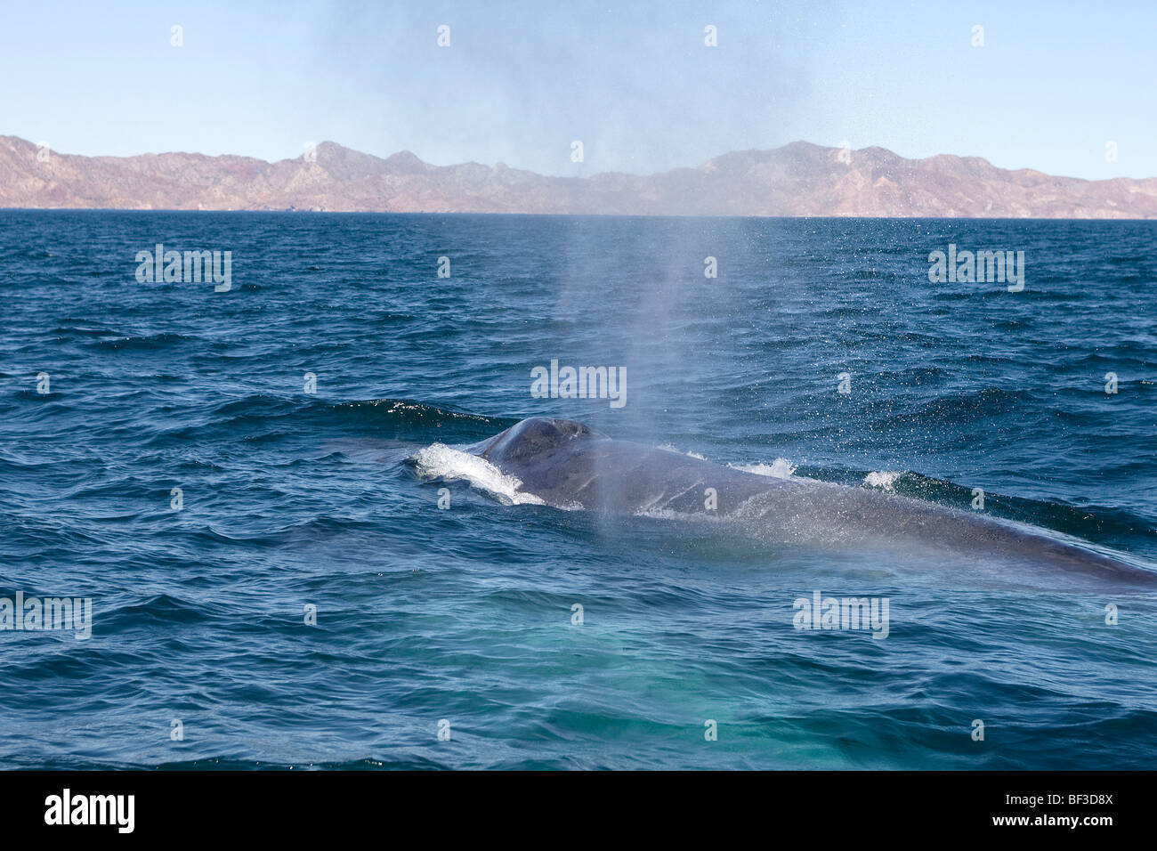 Rorqual bleu (Balaenoptera musculus) souffle à la surface. Banque D'Images