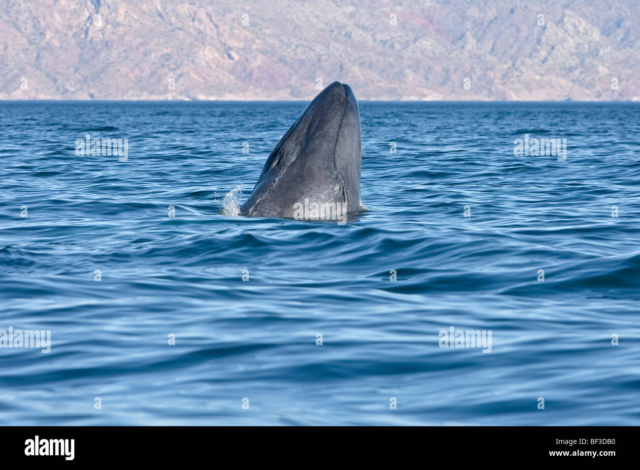 Rorqual bleu (Balaenoptera musculus), les jeunes spyhopping. Banque D'Images