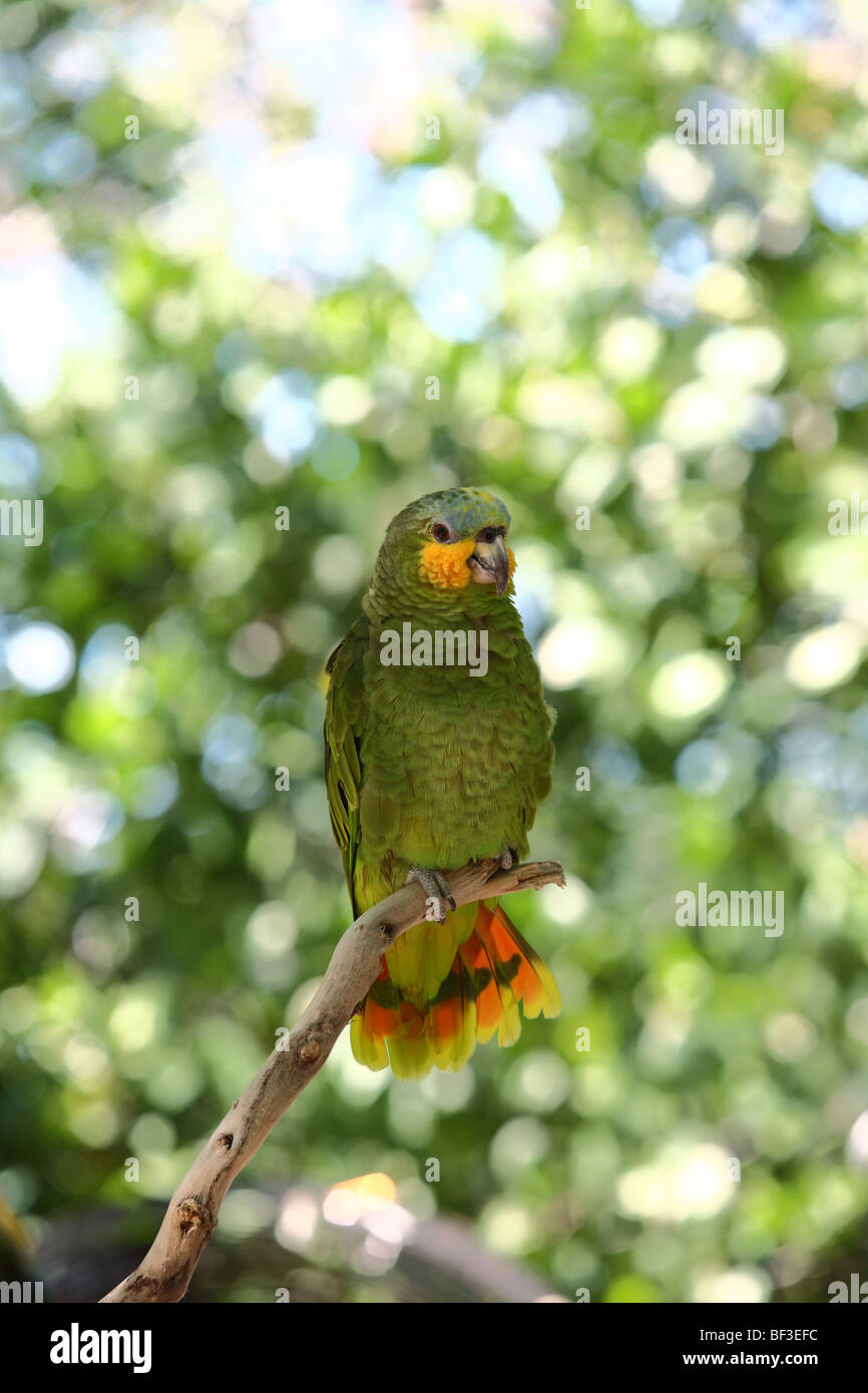 Orange-winged Amazon Parrot Banque D'Images