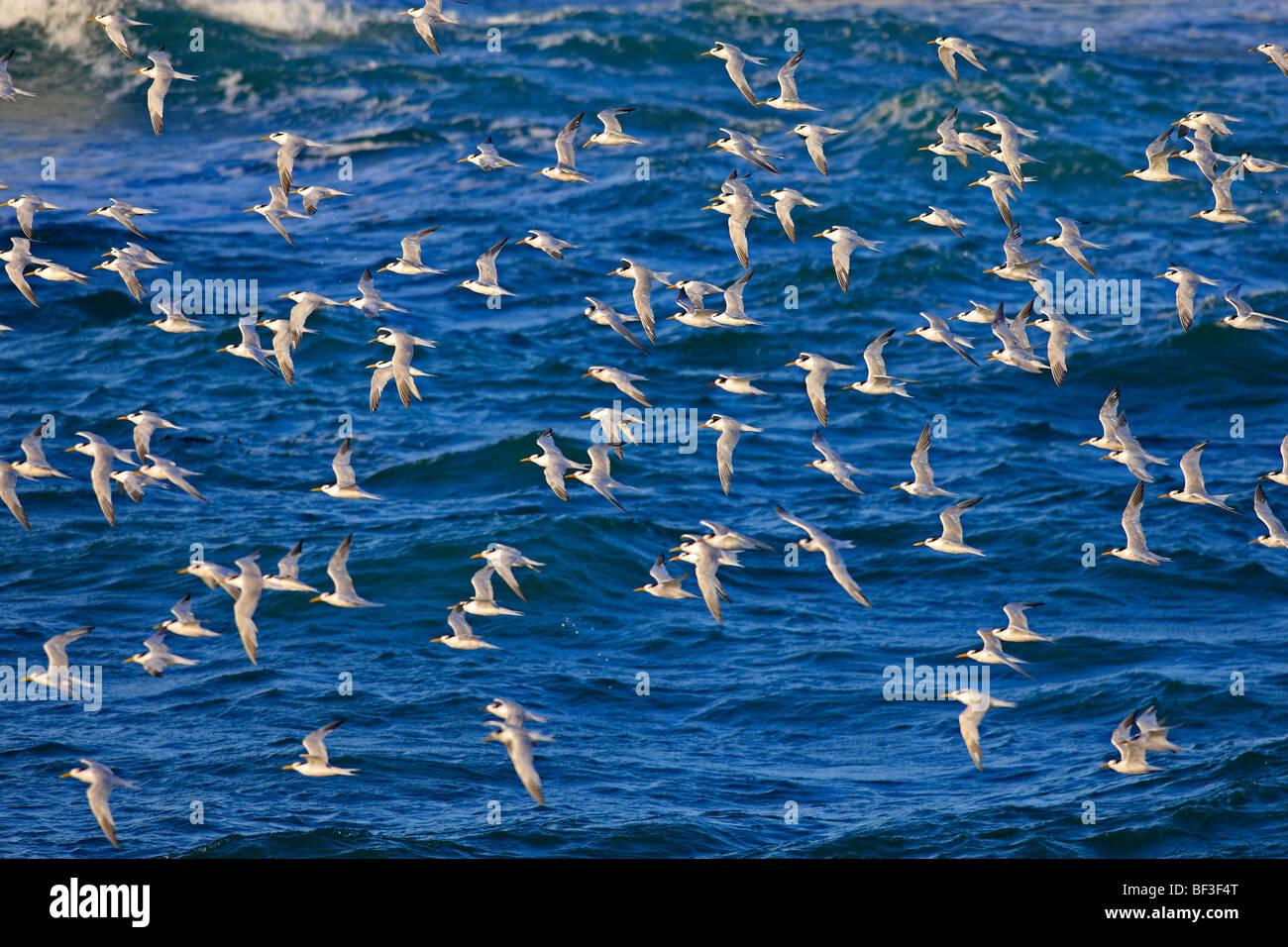 L'Amérique du sud de Dougall (Sterna hirundinacea). Troupeau en vol au-dessus de la mer. Banque D'Images