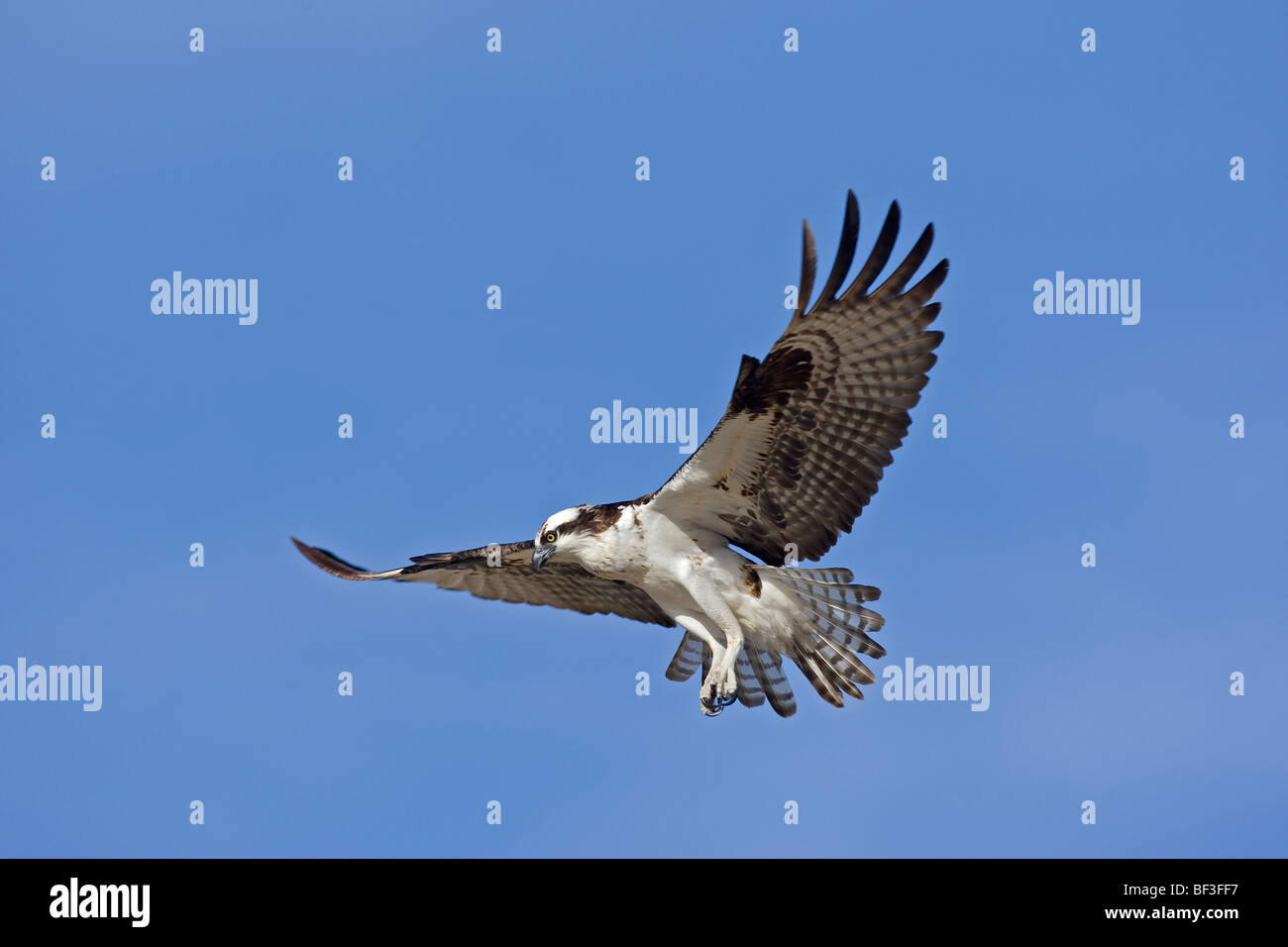 Balbuzard pêcheur (Pandion haliaetus) en vol. Banque D'Images