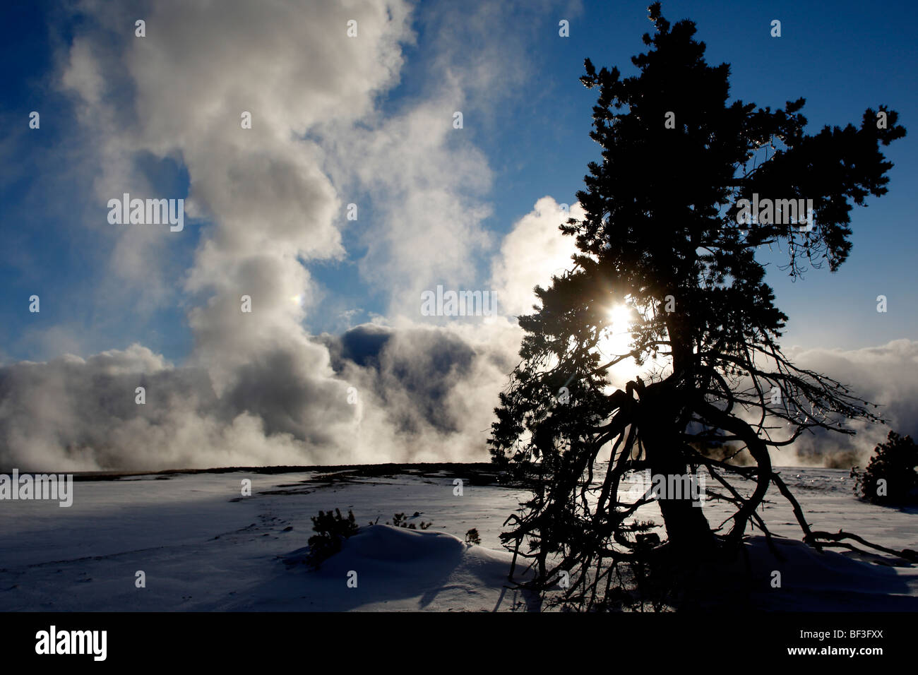 La silhouette de conifères contre le soleil et la vapeur d'un geyser de neige champ à Parc National de Yellowstone. Banque D'Images