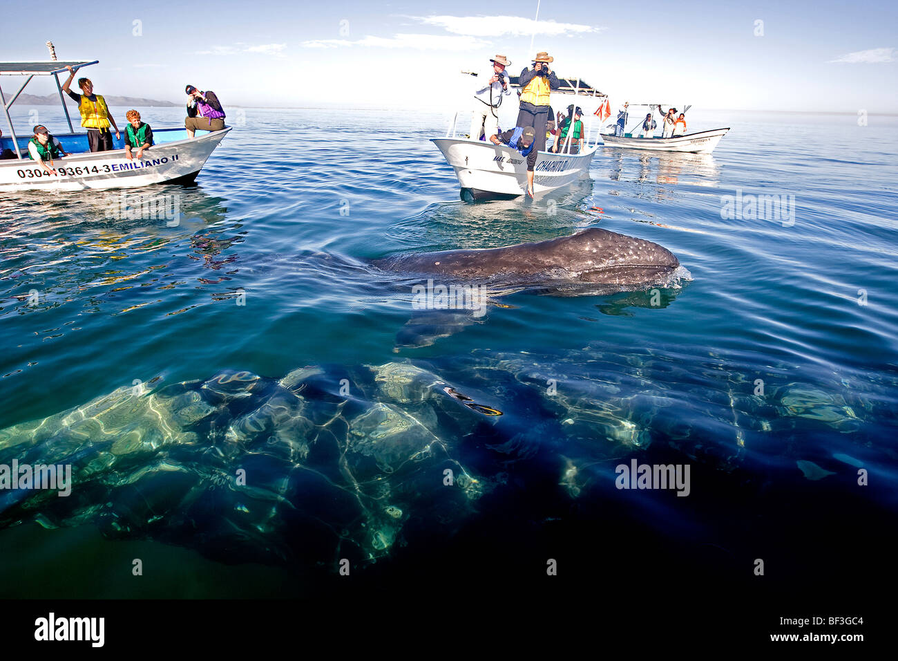 Baleine grise, la baleine grise (Eschrichtius robustus, Eschrichtius gibbosus). Whale-watchers avec mère et son petit. Banque D'Images
