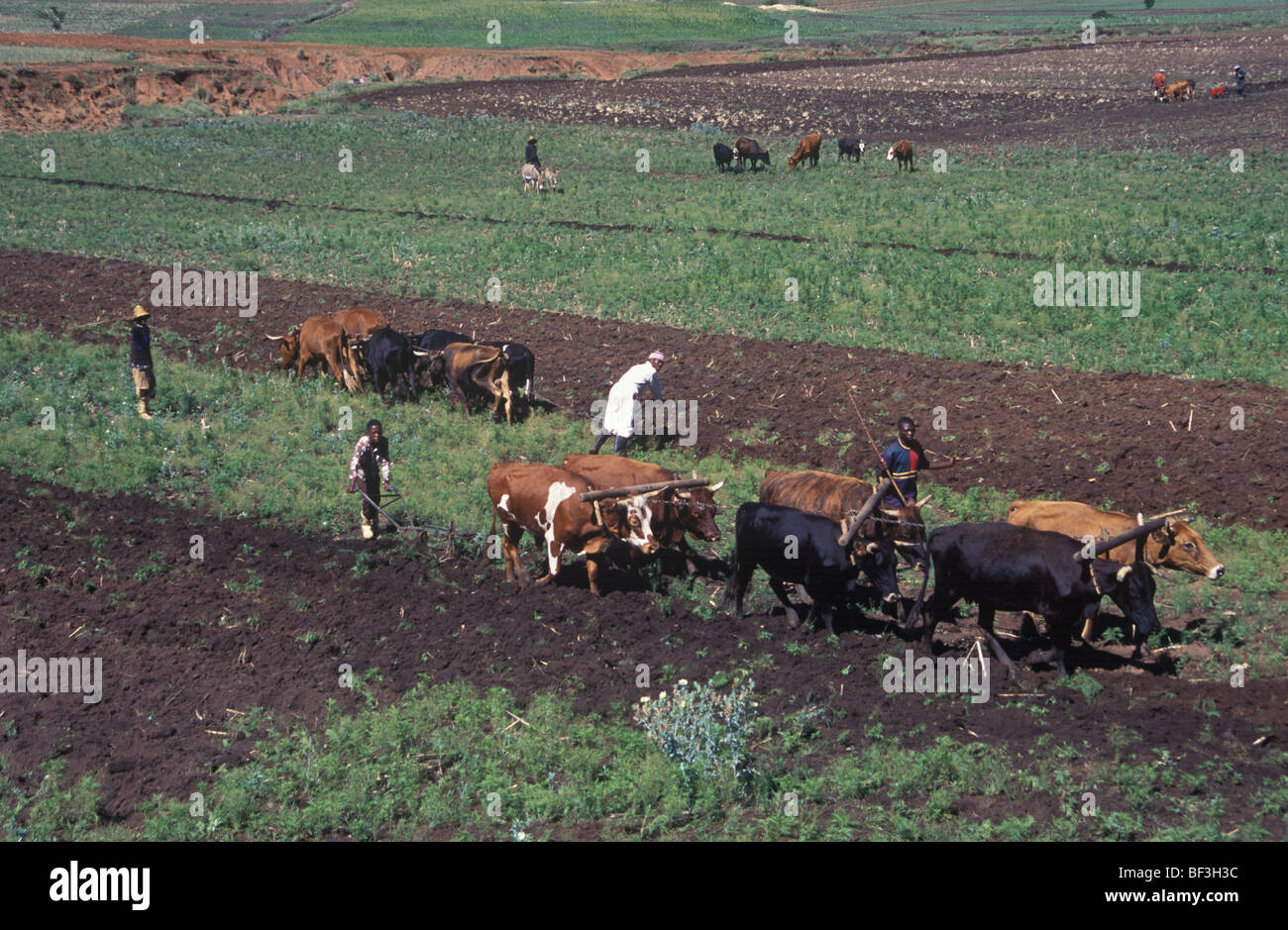 Domaine de l'agriculture les agriculteurs du Lesotho Banque D'Images