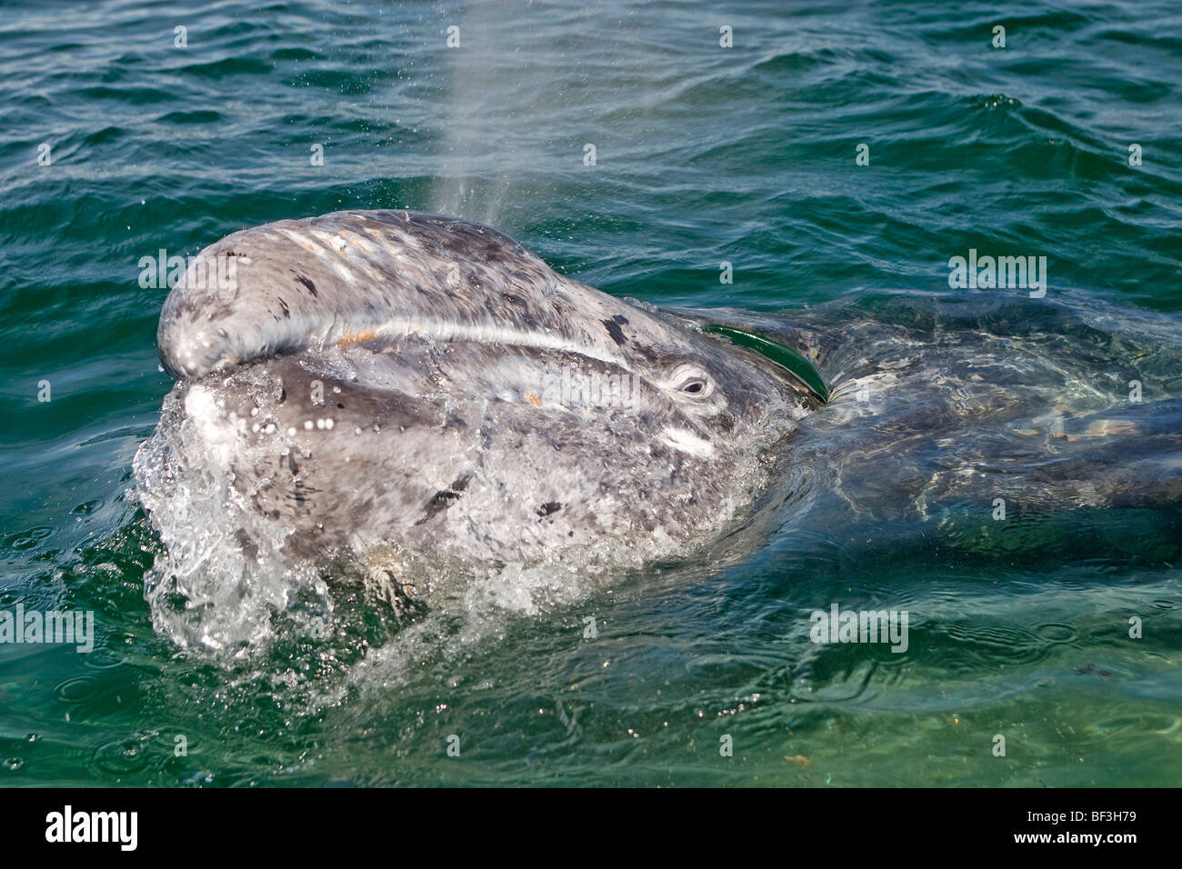 Baleine grise, la baleine grise (Eschrichtius robustus, Eschrichtius gibbosus) à partir de la mer tandis que l'expiration. Banque D'Images