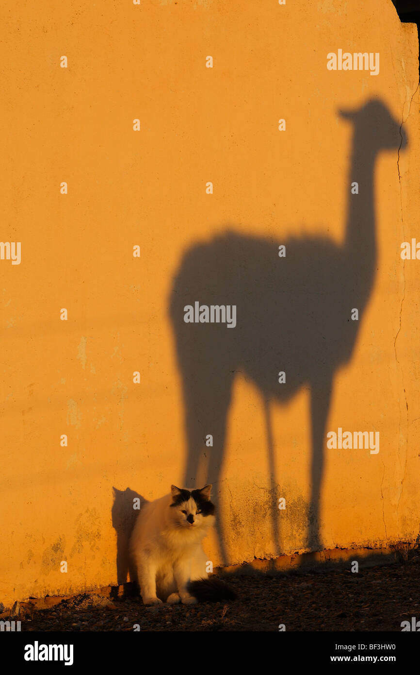 Guanaco (Lama guanicoe). Ombre sur un mur avec un chat domestique installé devant. Banque D'Images